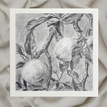 classical tonal study of two fruits on a tree branch by emerging london artist halima khanum. drawing wiwth white border set against fabric rippled background