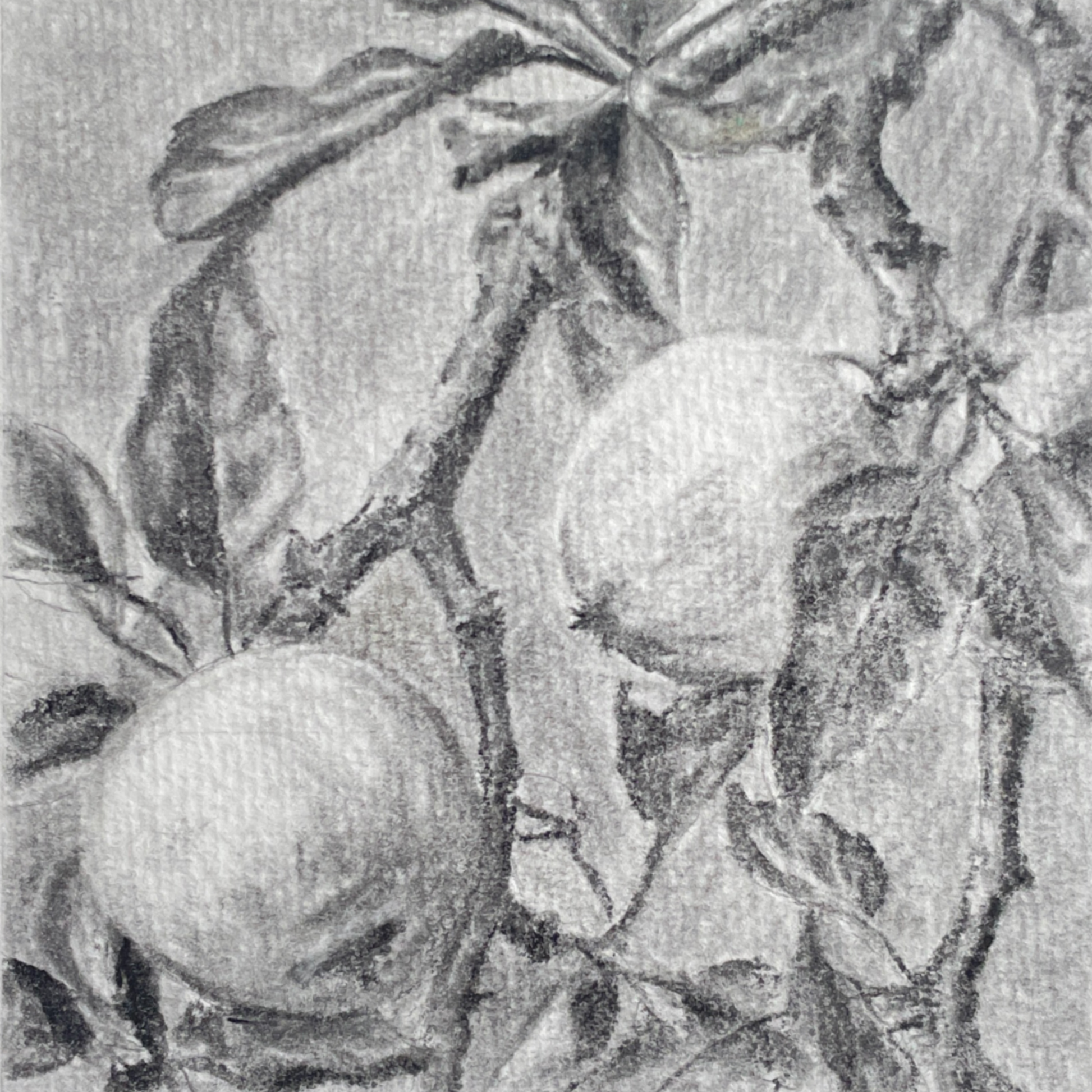 charcoal drawding of a tree branches with two fruit by halima khanum 