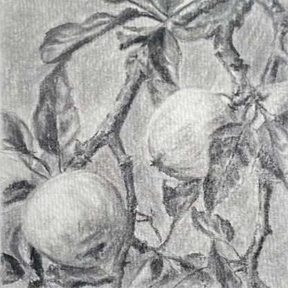 charcoal drawding of a tree branches with two fruit by halima khanum 