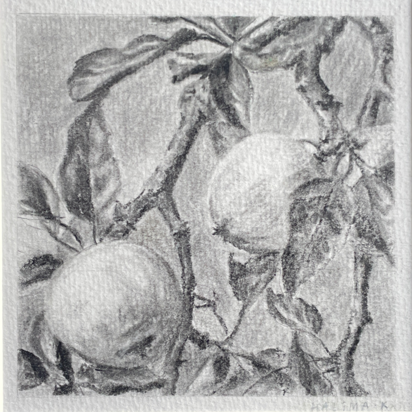 charcoal pencil drawing of a branch with two fruits and leaves, classical timeless feel