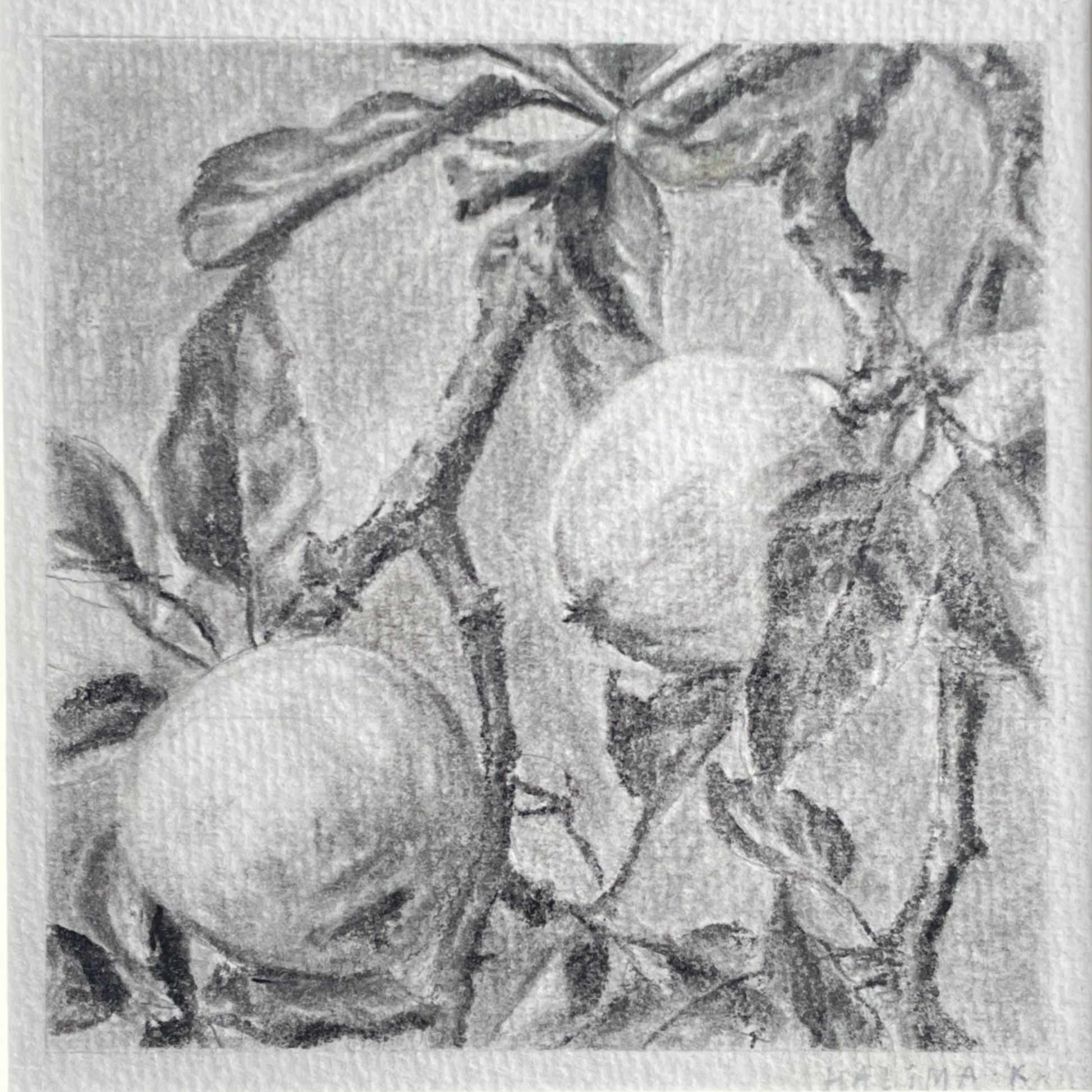 charcoal pencil drawing of a branch with two fruits and leaves, classical timeless feel