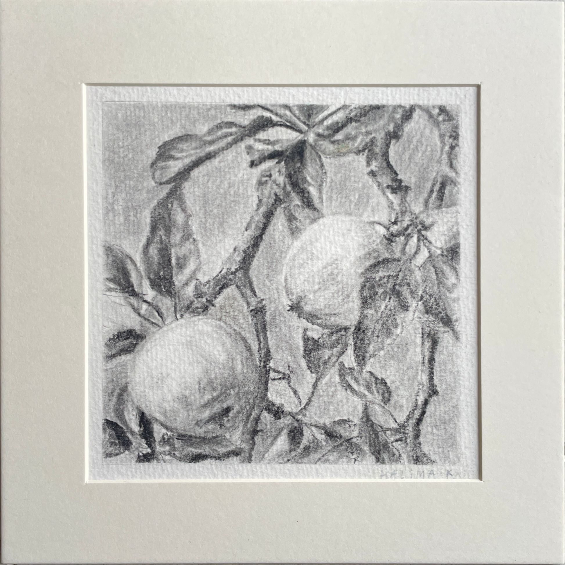 fruit branch charcoal early work on paper by emerging london artist  halima khanum